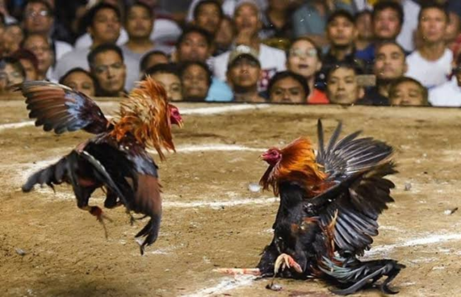 Trực Tiếp Đá Gà Thomo